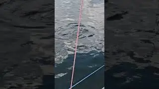 dolphins hunting