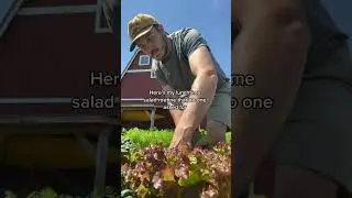 Backyard salad #shorts