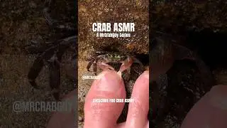 Crab ASMR Eating Nails | Satisfying ASMR Sounds