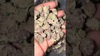 Grape Ape против Master Kush 🍇🔥 THCA Small Buds Indoor Smalls Face-On