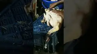 হাঁস পরিষ্কার করে কিভাবে? Duck Dressing for cook.