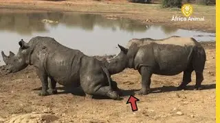 5 FATOS SOBRE OS RINOCERONTES - ÁFRICA ANIMAL