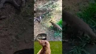 mongoose attacking cobra #cobrarescue