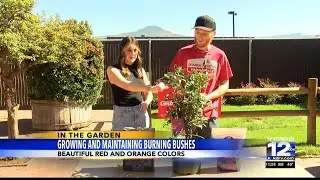 In The Garden: Growing and Maintaining Burning Bushes