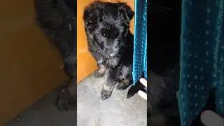 मैं गुस्सा हूं 🤣#crezyDasiy #dog #dogshorts #doglove #trendingshorts #viralshort #mams #shortsfeed