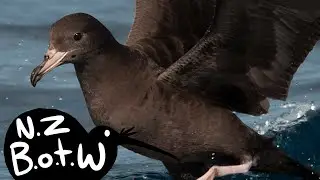 Flesh-footed shearwater - New Zealand Bird of the Week