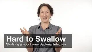 Hard to Swallow - Studying a Foodborne Bacterial Infection