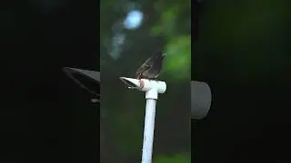 Bulbul bird photography #birdphotography #birds #wildlife #wildlifephotography #nikonphotography