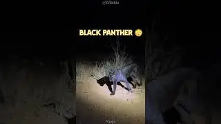 Black Panther Or Black Jaguar?? #jaguar #shorts #panther #wildcats #youtube