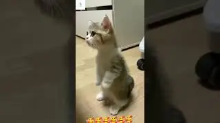 Cutest thing on internet 😻🥰❤️[subscribe 🥺😥😭🙏🙏🙏]