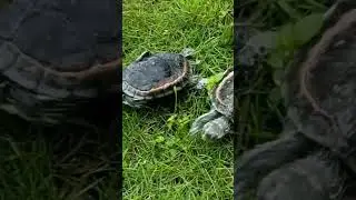 Turtle CONSAM Garden