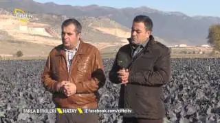 Tarla Bitkileri-Kara Lahana Yetiştiriciliğinde Toprak Analizinin Önemi....