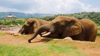 Dusty Elephant