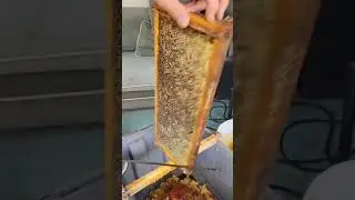 Honey Uncapping #asmr #satisfying