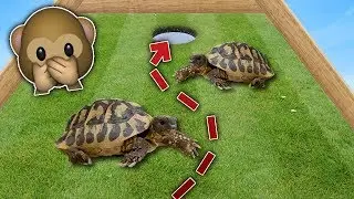 DUMME SKILDPADDER! - Golf med venner
