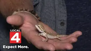 &lsquo;Stressful day&rsquo;: Shoplifted baby lizard from Wayne County pet store recovered
