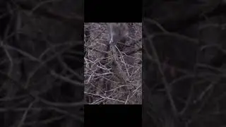 Squirrel hunting with a pellet rifle! Benjamin prowler.177