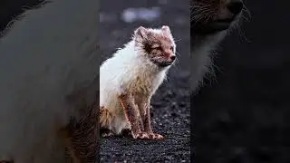 Arctic Fox's Amazing Coat Change | Rare Shedding Moment Caught in Rain