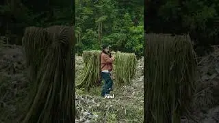 Ancient Clothing Made from Tree Bark