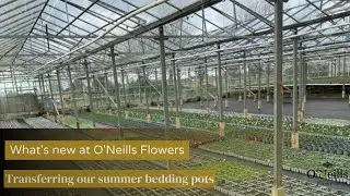 What's new at our Garden Center - Behind of scenes of our summer bedding