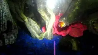 Clownknike eating a gold fish...