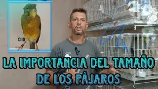 SELECCIÓN por TAMAÑO y que INFLUYE en CANARIOS TIMBRADOS ORIGINALES y en GENERAL 🎶💯