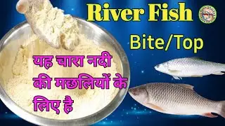 River Fish Bite Attraction For Rohu Mrigel Grass Carp Mrigel Etc Nadi ke Liye SPECIAL ✅️