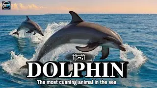 Dolphin - the most cunning anima in the sea -  [hindi] - global fact #dolphin #sea#ocean#oceananimal