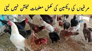 Vaccination of pure desi murgi || Desi murgi ko vaccine Kerny ka tariqa || PK ORGANIC POULTRY