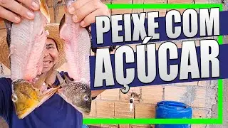 [REVELADO] O Passo a Passo do Super Adubo de Peixe e Açúcar!
