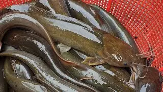 Live Shing Mach (Catfish) শিং মাছ  in the Bangladesh Fish Market 2021.