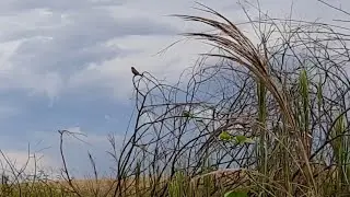 Voltei no NINHO do CURIÓ NATIVO pra ver como está o filhote