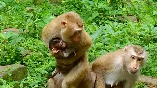 Monkey Katrina tries to take baby monkey Rainbow from mum Libby