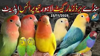 Birds Market mn سستی Deals hi Deals l Lahore Tollinton Sunday Birds Market l haider pets world 