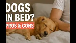 Is It Safe to Share Your Bed With Your Dog? Experts Explain