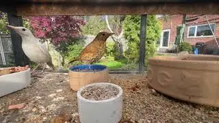 Song thrush mutations , English aviary birds.