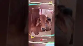 Qurbani | Eid 2025 | Eid-ul-Azha #qurbani #eid #eiduladha #eidulazha #sirmukhan #foryou #shorts
