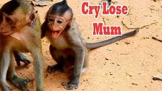 Sad Day Of All Baby Monkey In Mila Troop Lose Them Mum Cos...|Lizza Cry Full Time Find Her Mum Alone