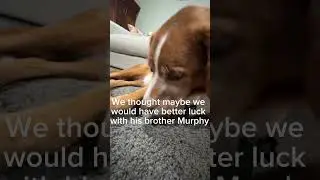 Hands in dog challenge, featuring Cole and Murphy #dog #challenge #funny #fail