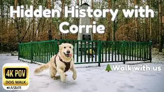 Day 7: Fresh Snow & Forest History | Walk with Golden Retriever Corrie | 4K POV ASMR (No Talking)