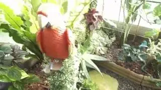 Serre tropicale par un particulier en Anjou... (bis)