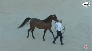 N123 RD NATORIA PCF - UBAYYAH International Festival 2022 - Fillies 3 Years Old (Class 3B)