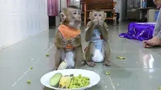 Monkey Baby Mori And Dodo Happy When Eating Fruits