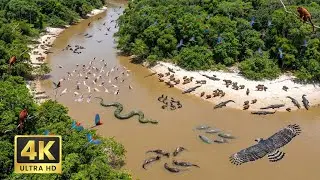 Relaxing Steps In The Amazon | RIVER OF LIFE : The Flow Of The Jungle Kings
