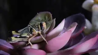 Praying mantis - macro feed compilation