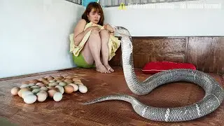 72 hours Girl battles cobra that invaded her farm - timely help from her father.