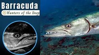 Barracuda: The Ocean's Swift Predator