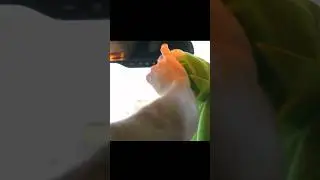 Kermit’s illegal car ride @Areusupercereal_