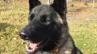 Dog insurance policy's anti-dog behaviour provision