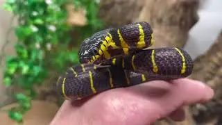 MANGROVE SNAKES  and how to keep them